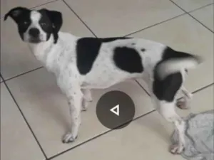 Cachorro raça Não definida  idade 1 ano nome Estrela 