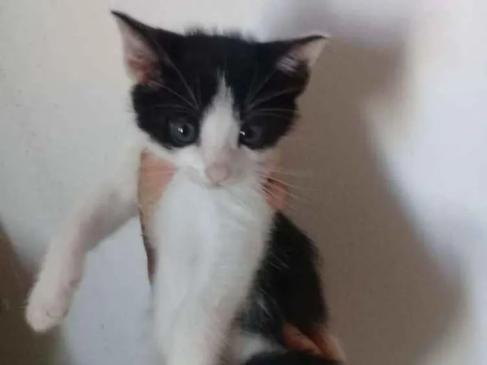Gato ra a Indedinido idade Abaixo de 2 meses nome Petrus e frajola 
