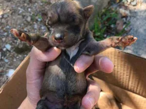 Cachorro raça  idade Abaixo de 2 meses nome filhotes