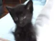 Neguinho