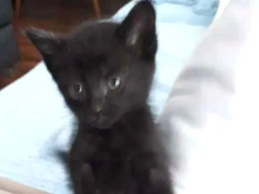 Gato ra a Srd idade 2 a 6 meses nome Neguinho