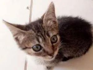 Gato raça  idade 2 a 6 meses nome ANJINHOS