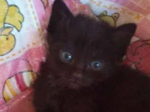 Gato raça  idade 2 a 6 meses nome Gatos