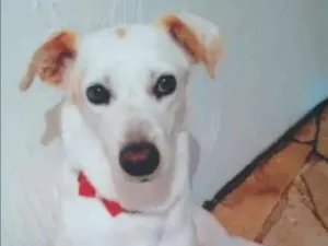 Cachorro raça Vira lata idade 5 anos nome Maika