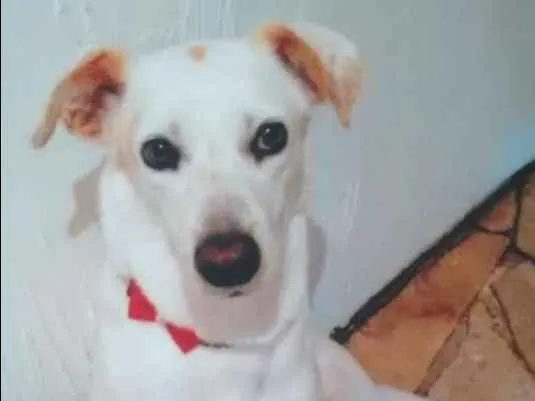 Cachorro ra a Vira lata idade 5 anos nome Maika