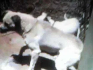 Cachorro raça Vilarata idade 5 anos nome Não tem