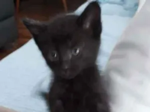 Gato raça  idade Abaixo de 2 meses nome Sem raca definida 