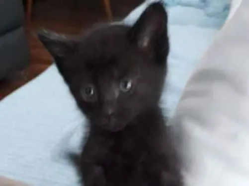 Gato ra a  idade Abaixo de 2 meses nome Sem raca definida 