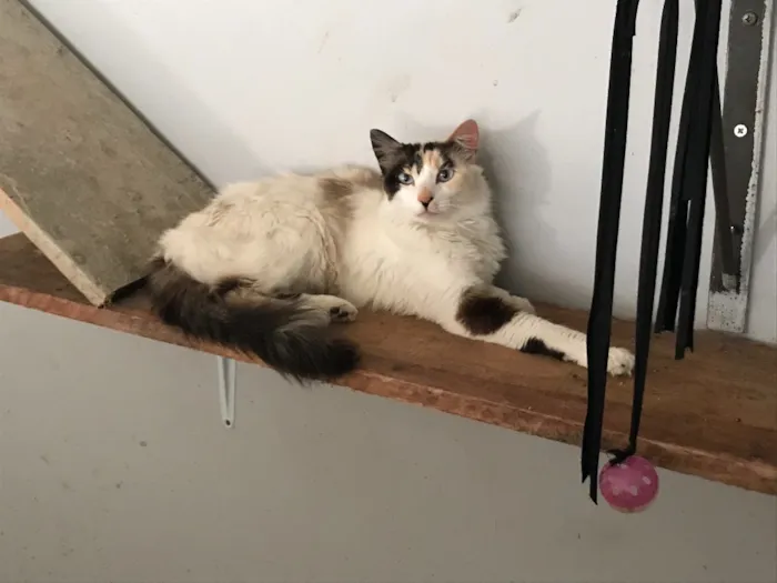 Gato ra a  idade 1 ano nome Lolla