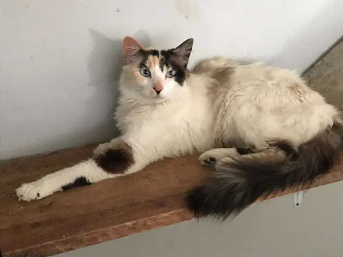 Gato ra a  idade 1 ano nome Lolla