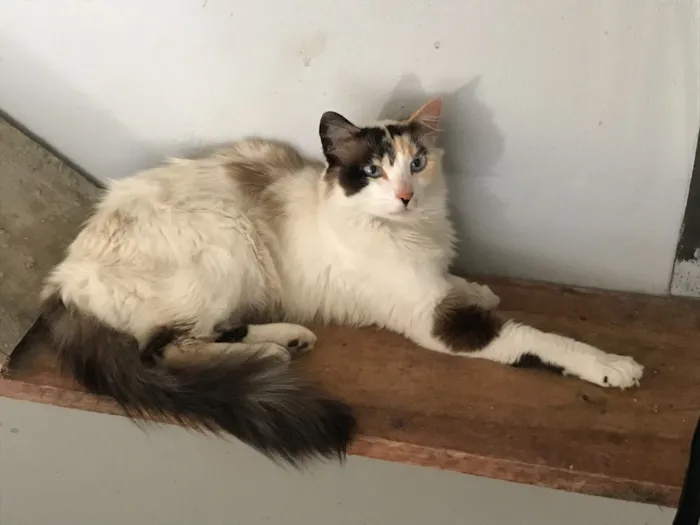 Gato ra a  idade 1 ano nome Lolla