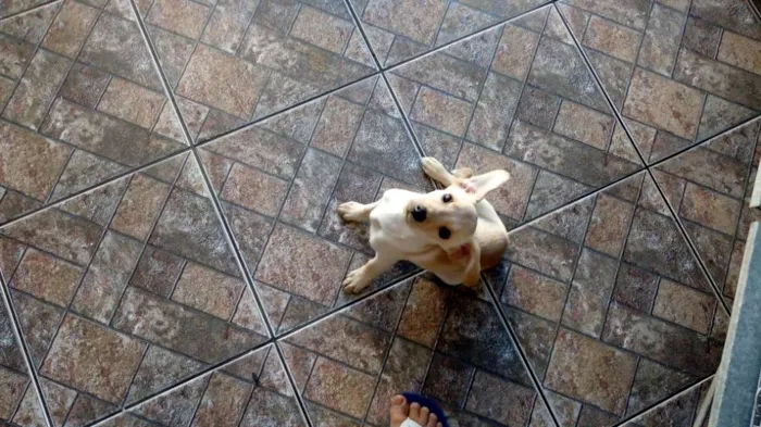 Cachorro ra a Vira Lata idade 2 a 6 meses nome Lola