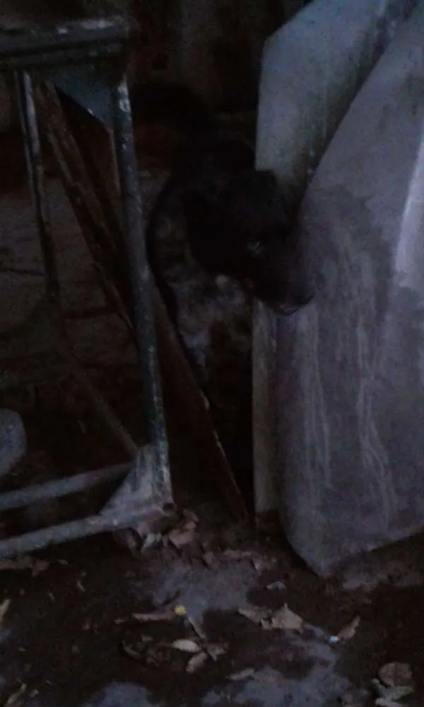 Cachorro raça Viralata idade 5 anos nome Dik
