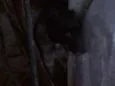 Dik