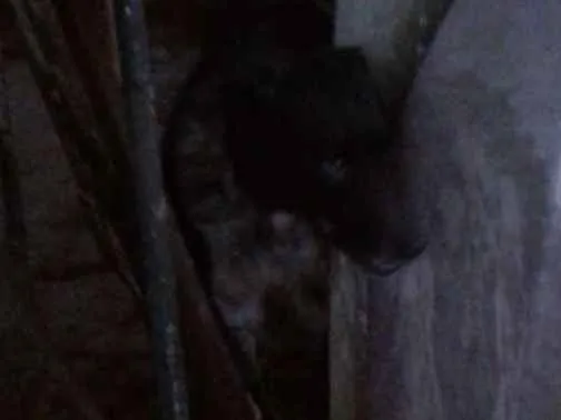 Cachorro raça Viralata idade 5 anos nome Dik