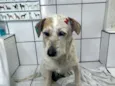 Cachorro raça Srd idade 4 anos nome Menina