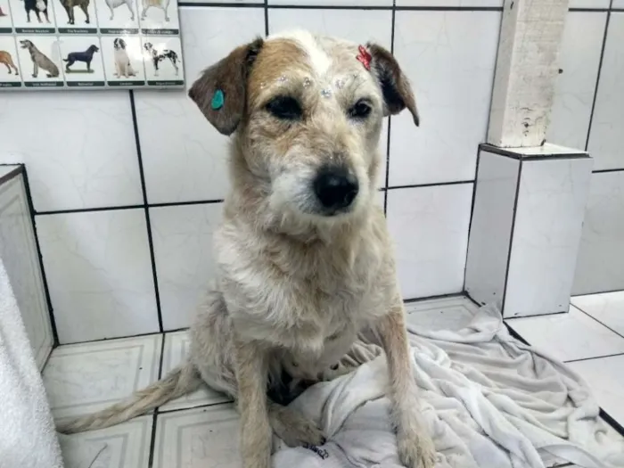 Cachorro raça Srd idade 4 anos nome Menina
