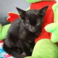 Salem