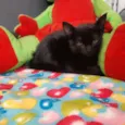 Salem