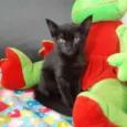Salem