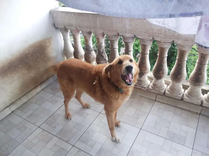 Cachorro ra a Vira lata idade 6 ou mais anos nome Zeider