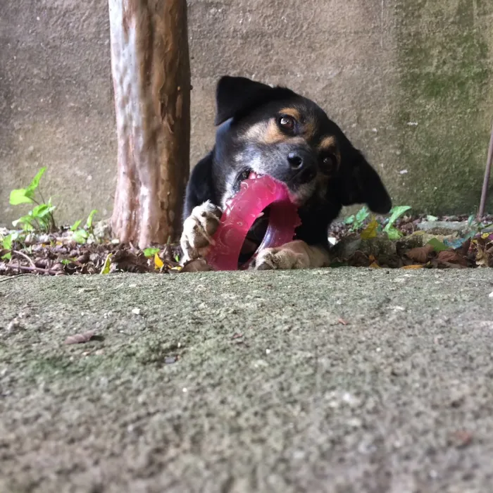 Cachorro ra a SRD idade 4 anos nome Mia