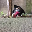 Mia