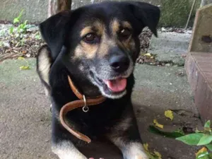Cachorro raça SRD idade 4 anos nome Mia