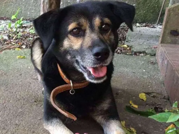 Cachorro ra a SRD idade 4 anos nome Mia