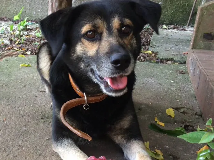 Cachorro ra a SRD idade 4 anos nome Mia