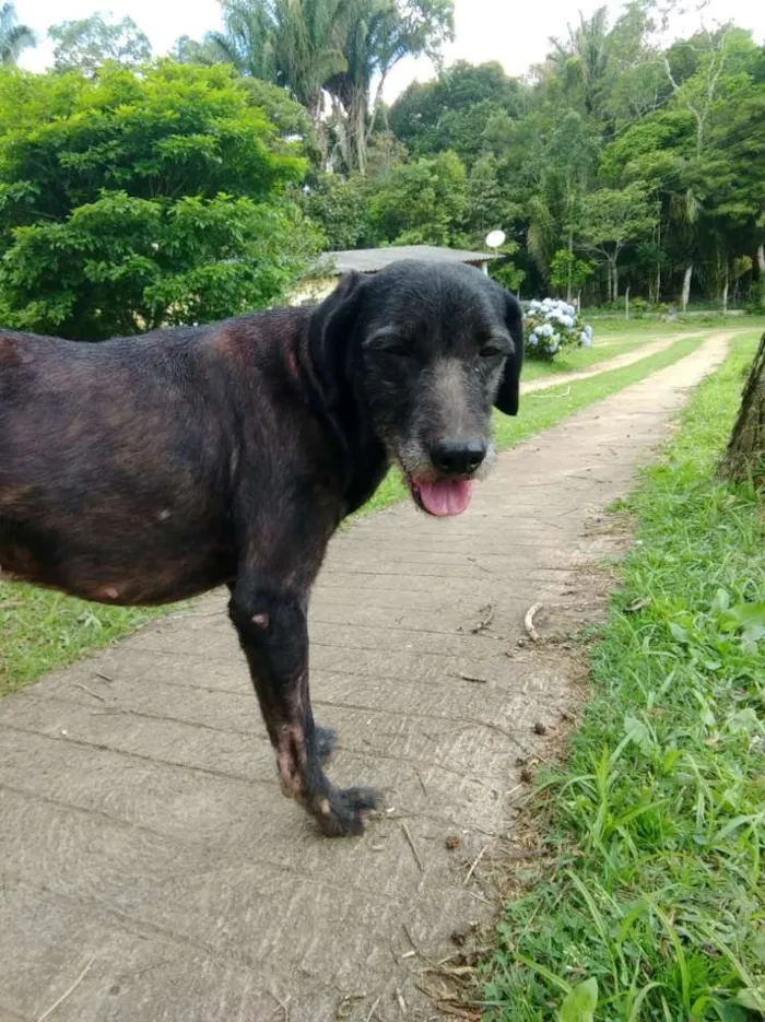 Cachorro ra a SRD idade 3 anos nome Black