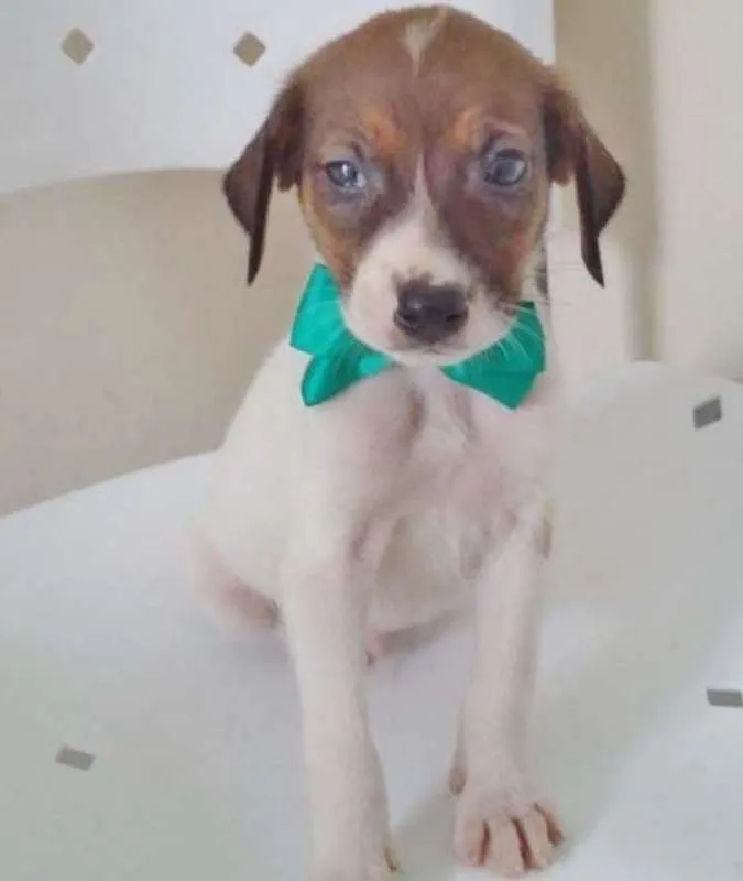 Cachorro ra a SRD idade 2 a 6 meses nome MASCARINO