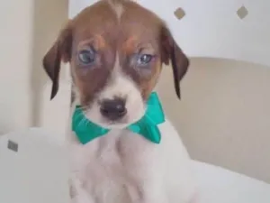 Cachorro raça SRD idade 2 a 6 meses nome MASCARINO