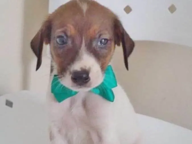 Cachorro ra a SRD idade 2 a 6 meses nome MASCARINO
