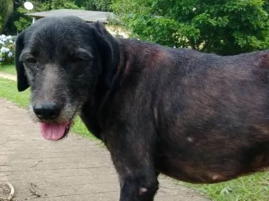 Cachorro ra a SRD idade 3 anos nome Black