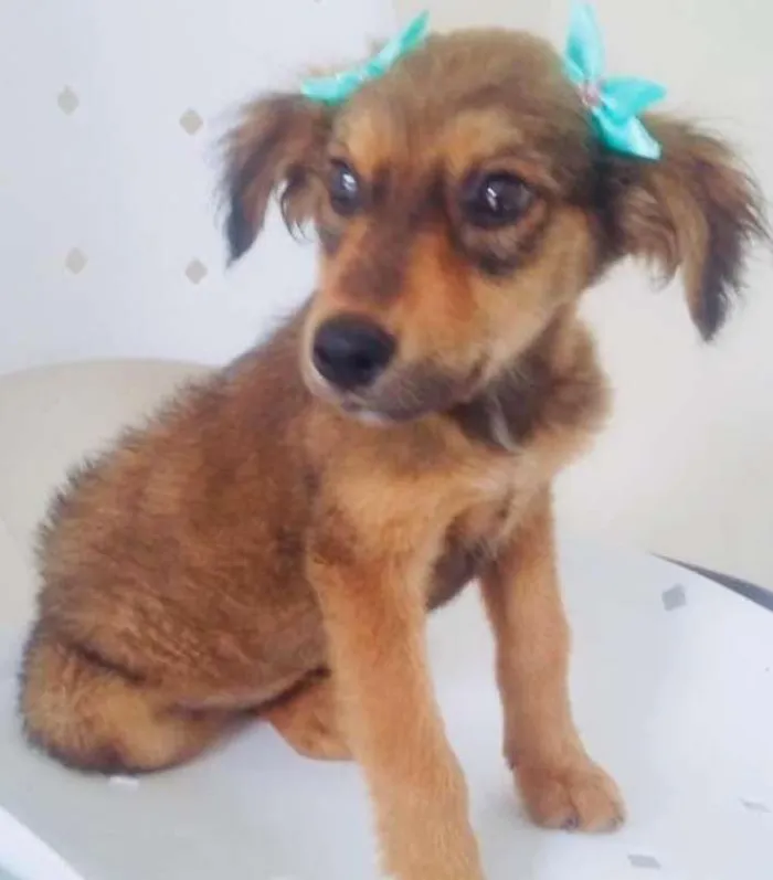 Cachorro ra a SRD idade 2 a 6 meses nome LAURA
