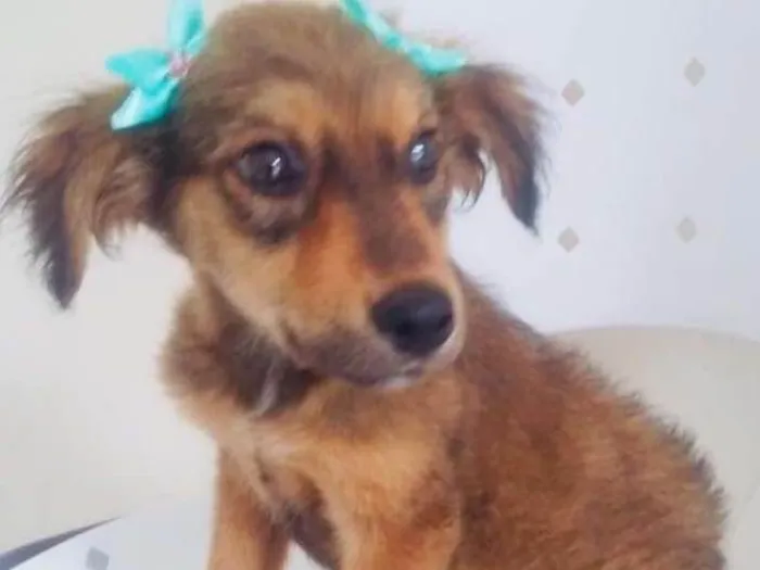 Cachorro ra a SRD idade 2 a 6 meses nome LAURA