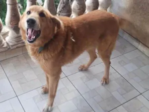 Cachorro raça Vira lata idade 6 ou mais anos nome Zeider