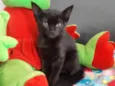 Salem