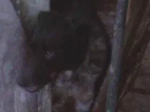 Cachorro raça Viralata idade 5 anos nome Dik