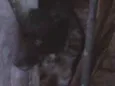 Dik