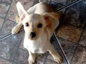 Cachorro raça Vira Lata idade 2 a 6 meses nome Lola