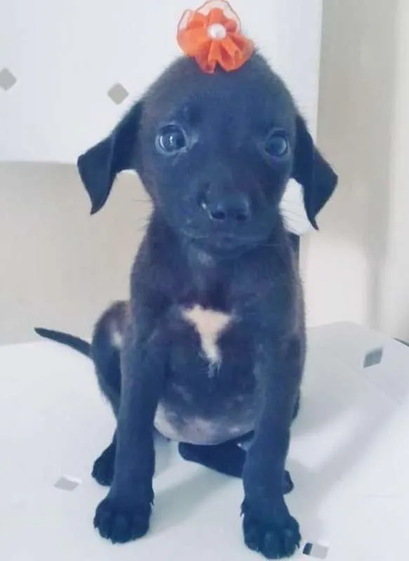 Cachorro ra a SRD idade 2 a 6 meses nome FLORZINHA
