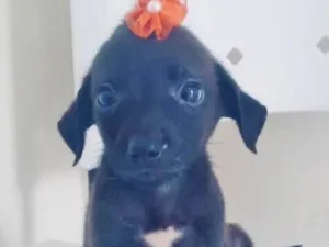 Cachorro raça SRD idade 2 a 6 meses nome FLORZINHA