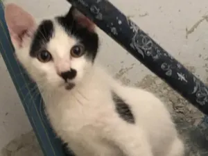 Gato raça  idade 2 a 6 meses nome Nick 
