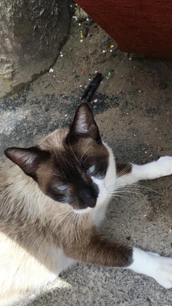 Gato raça Siamês  idade 7 a 11 meses nome Leia