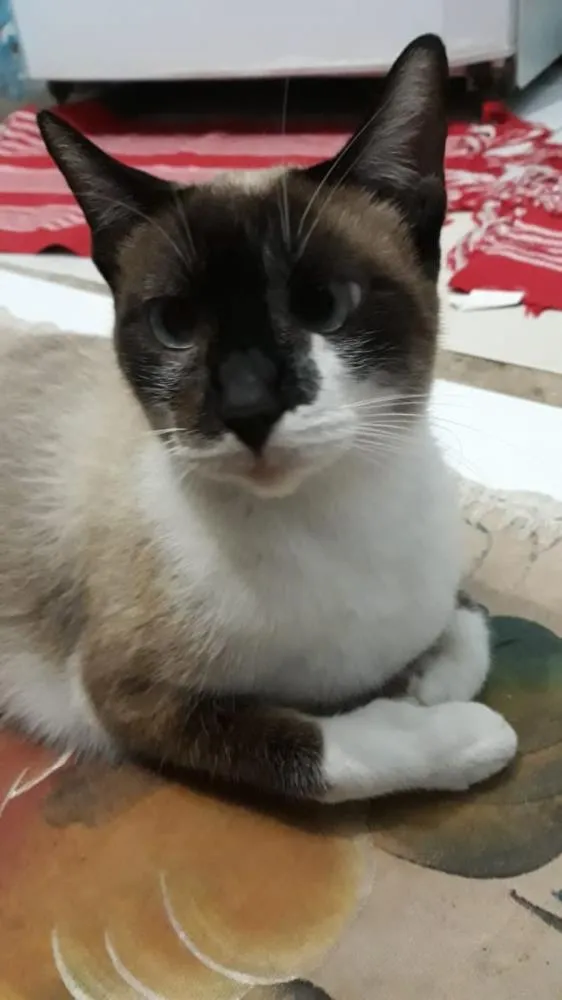 Gato raça Siamês  idade 7 a 11 meses nome Leia