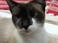 Leia