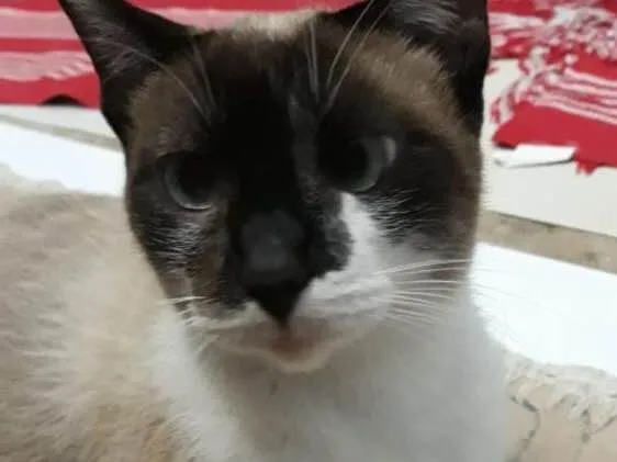 Gato raça Siamês  idade 7 a 11 meses nome Leia