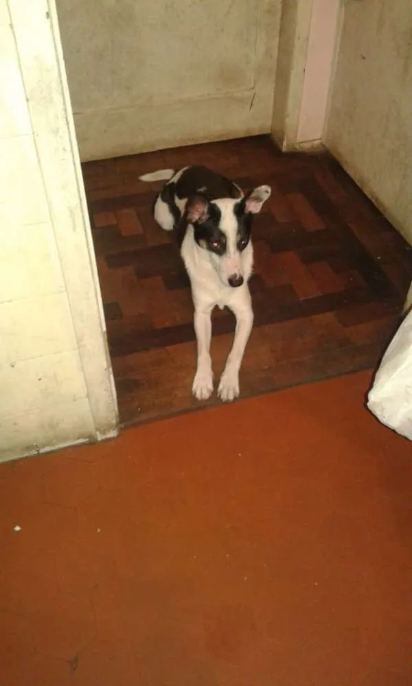 Cachorro ra a SRD idade 1 ano nome Scooby Doo